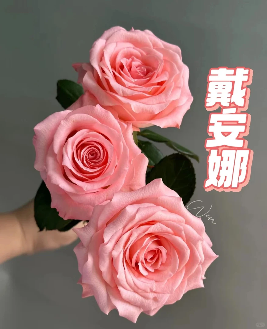 【戴安娜】单头玫瑰18+2枝防损云南顺丰直发