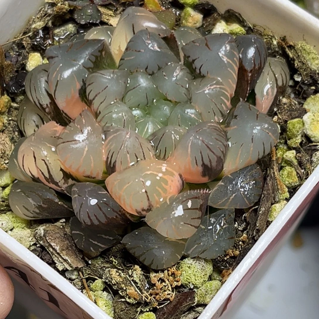 十二卷多肉植物0374大紫