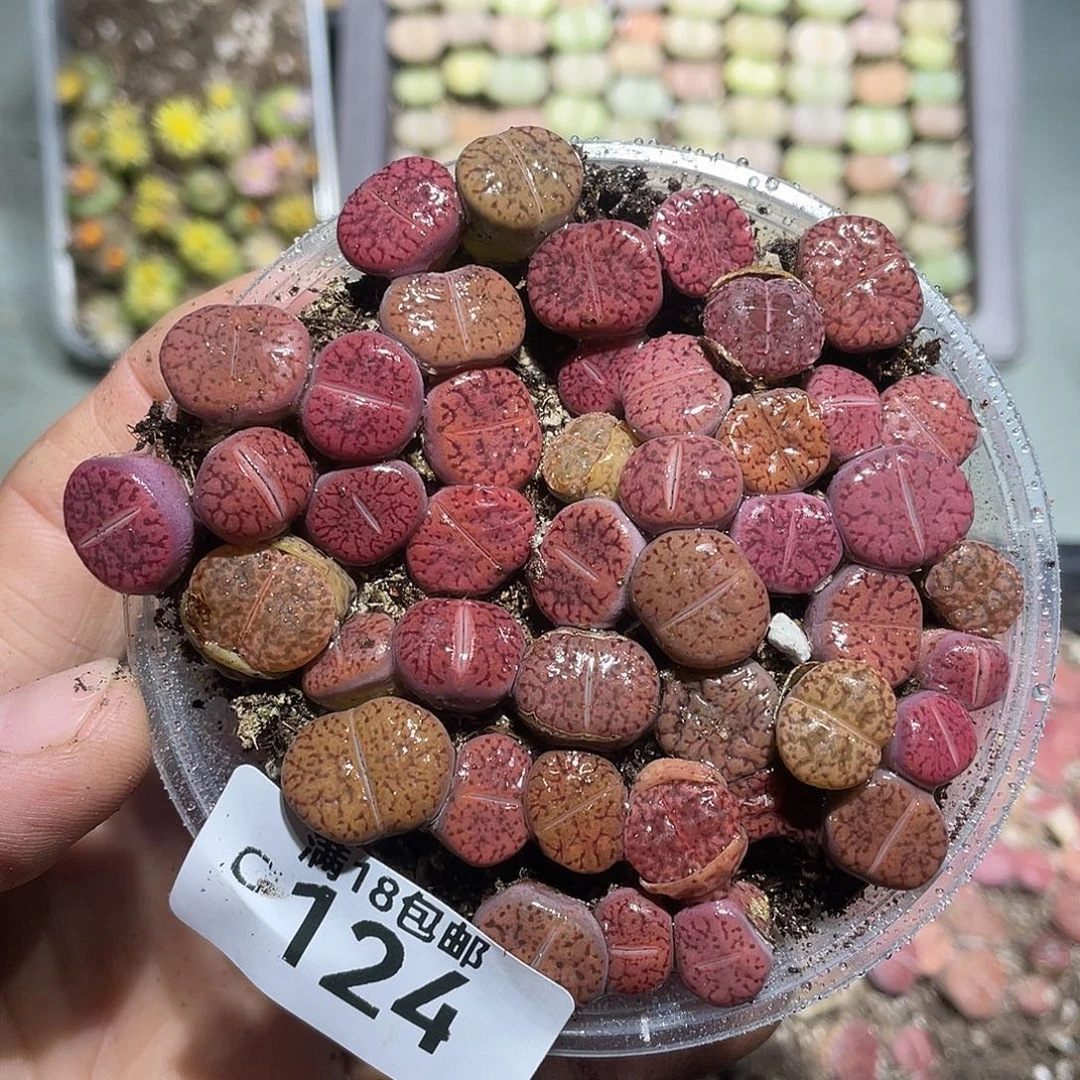 当天凑满十八元包邮124