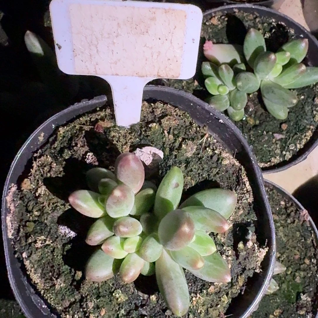 蓝眼睛个体666666666667777