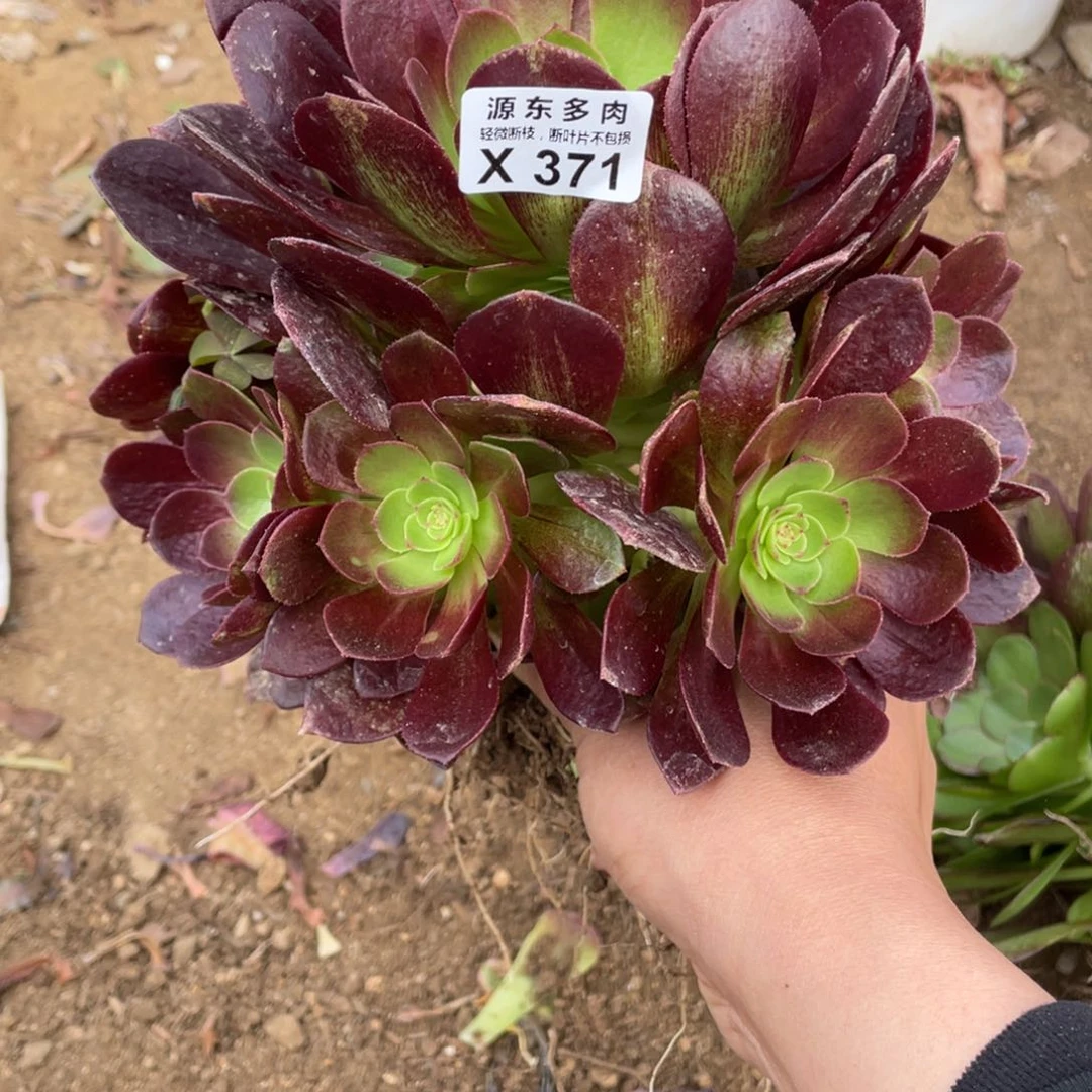 小黑美人多肉法师断枝不包