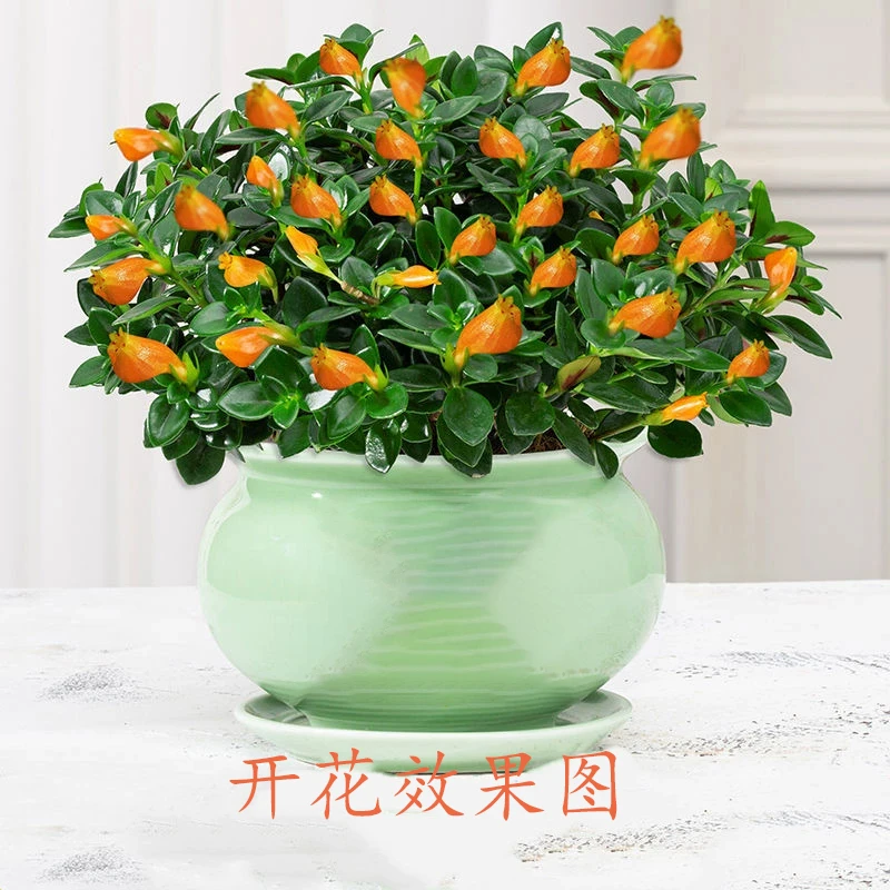 金鱼吊兰盆栽室内观赏植物四季常青好养阳台花卉