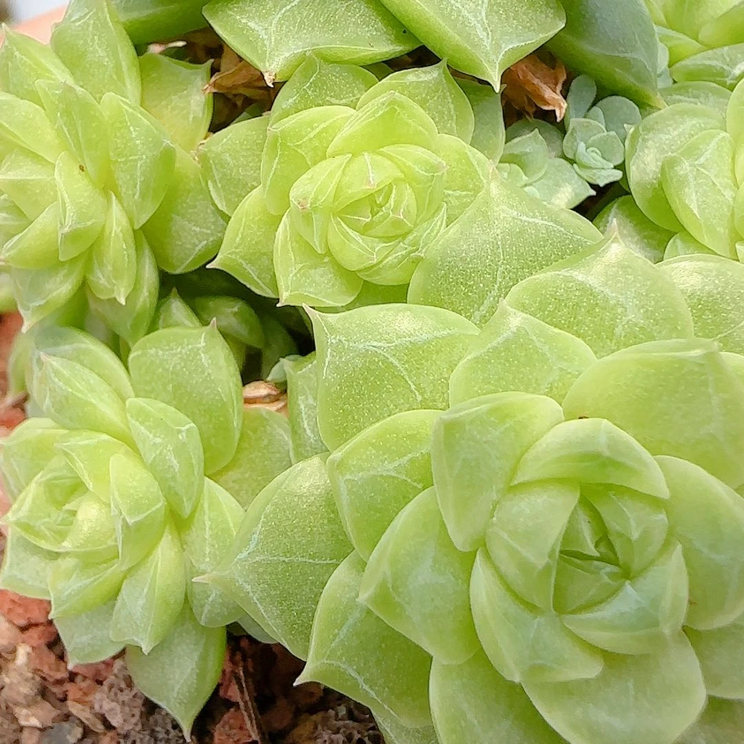 【闪购商品】0714-81女王优选