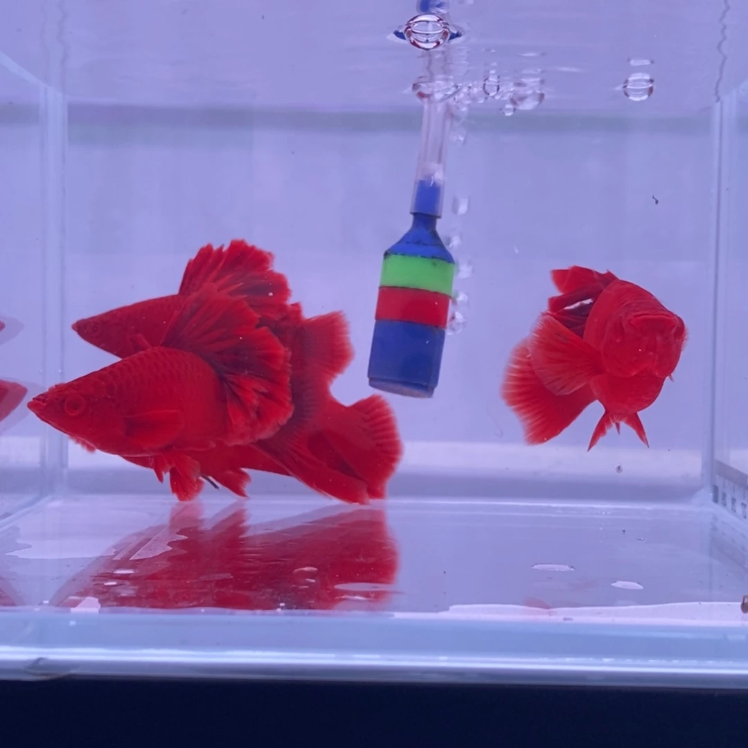 红剑鱼红剑成鱼2刀公2母