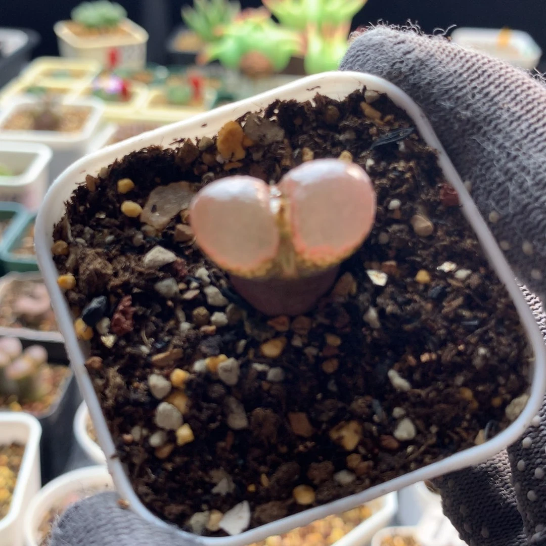 515红风铃母本一颗