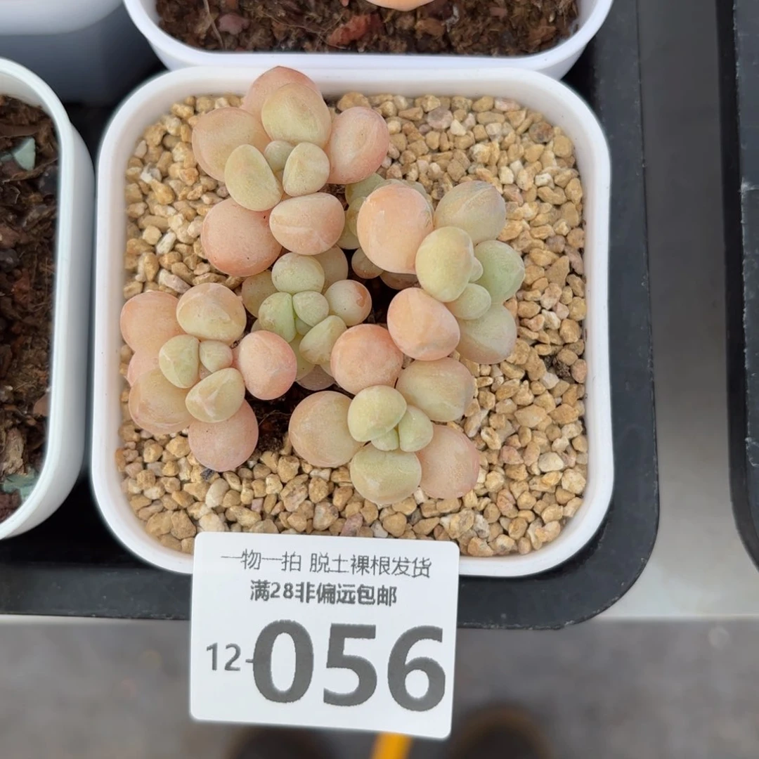 萤火虫奶老桩多肉多肉