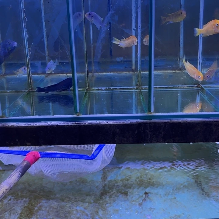 十***三海水鱼红宽两条凤蝶三条周四发货