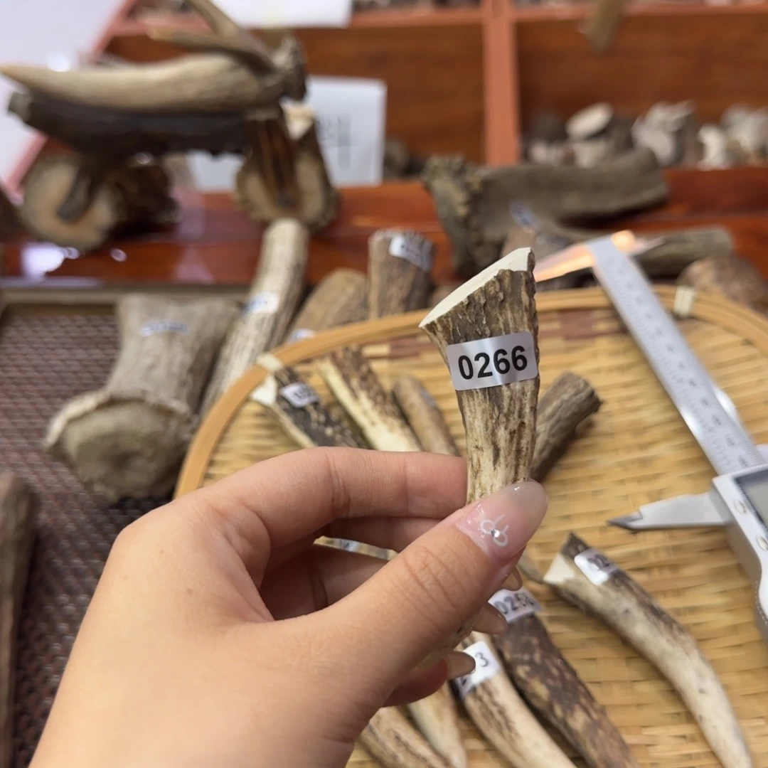 用***1鹿骨其他0266梅花鹿尖