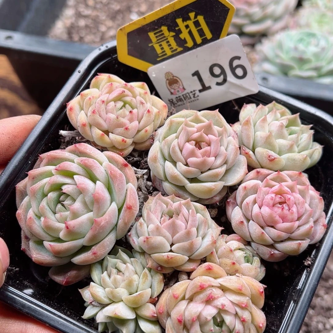 多肉植物多肉植物