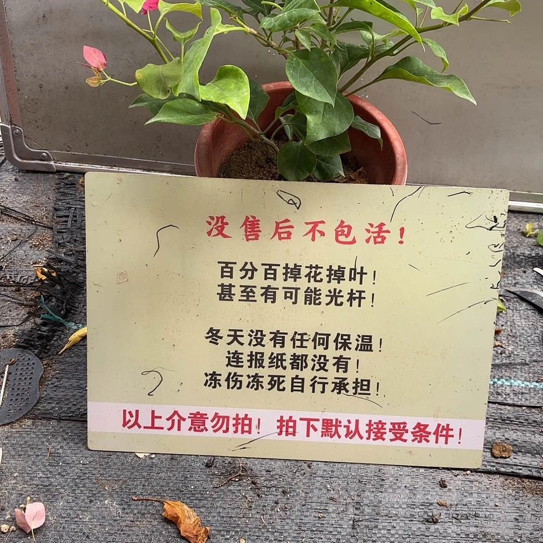 柠***檬当前无花栽培后可以开花盲盒三角梅