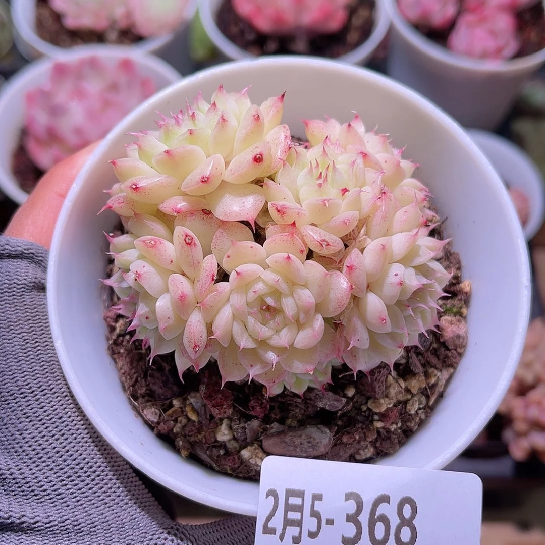 花05-368海王群生