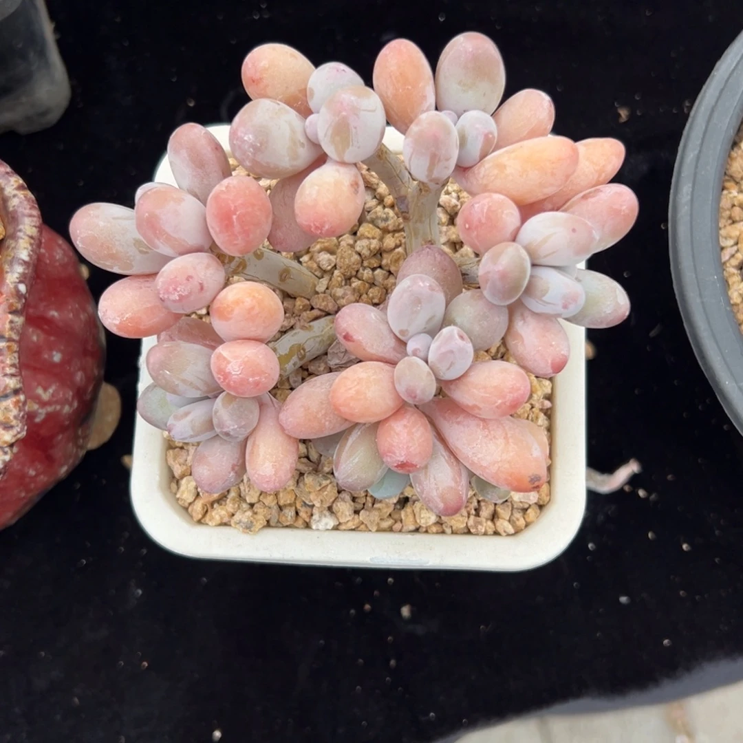 小***子香水手指111111111111111111