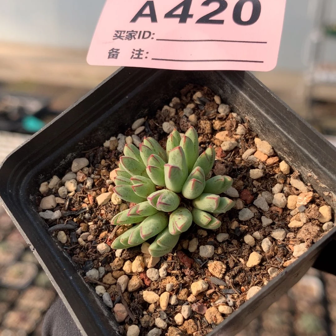 a420猪蹄母本一颗