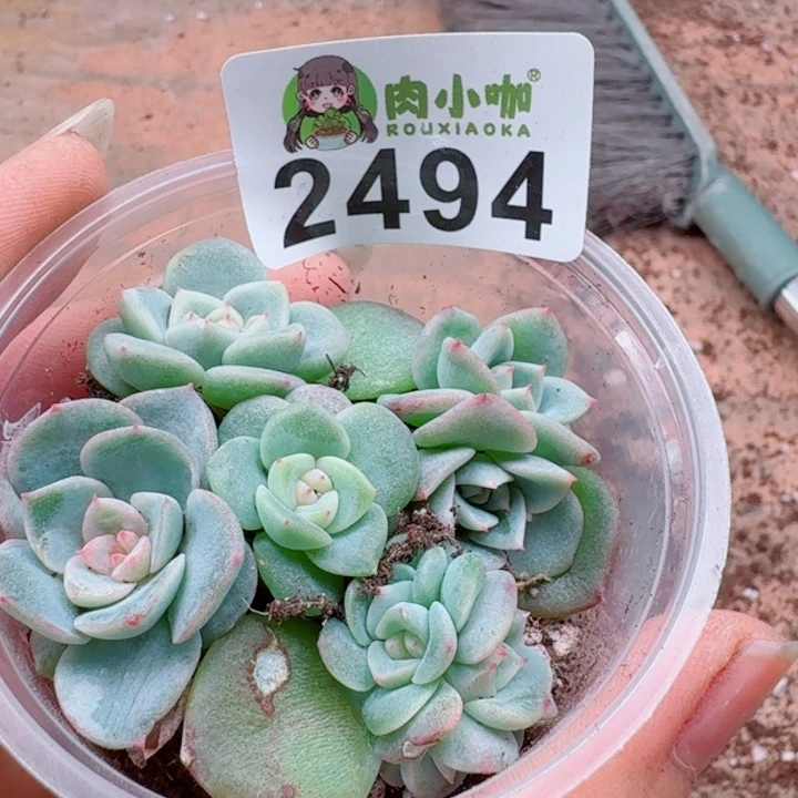 多肉植物多肉植物