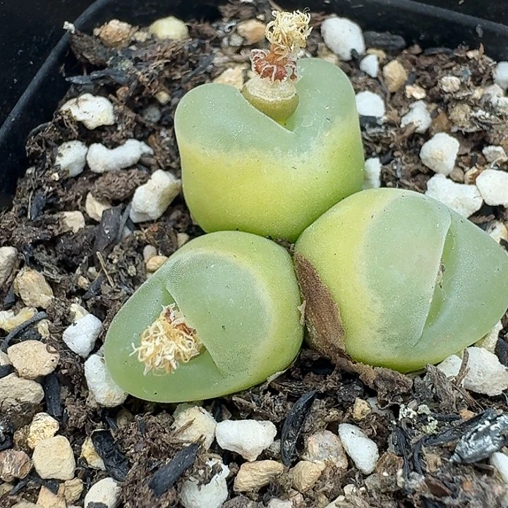 莫***白老马生石花o泡2833