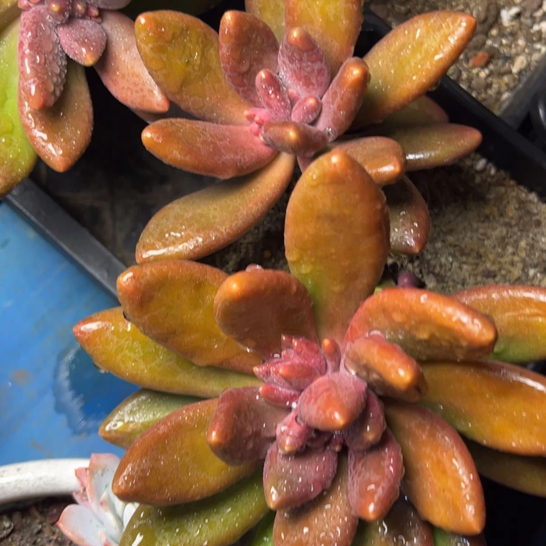 【闪购商品】芒果奶多肉19.8