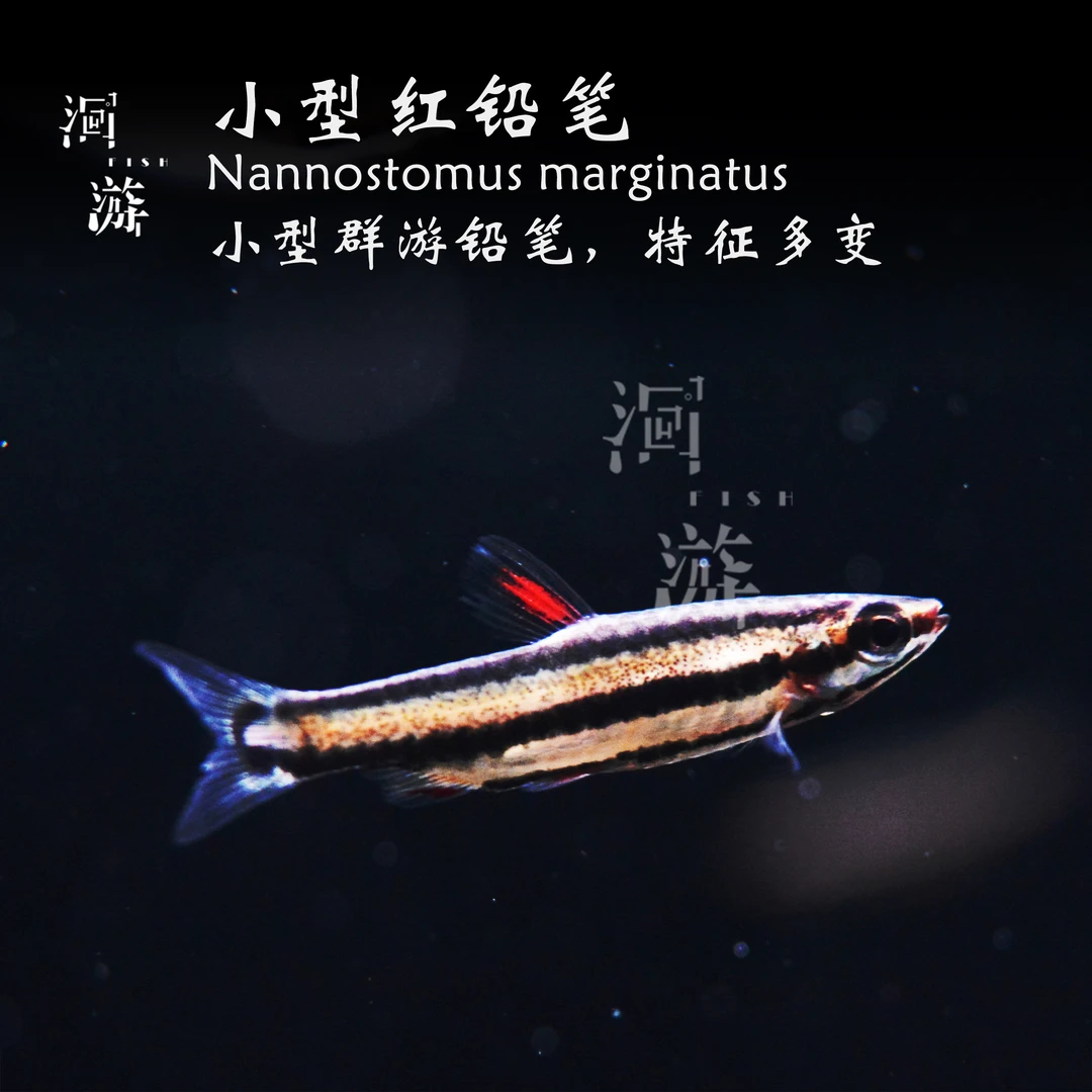 【洄游】小型红铅笔 灯鱼南美热带观赏鱼混养/定水检疫/满100包邮