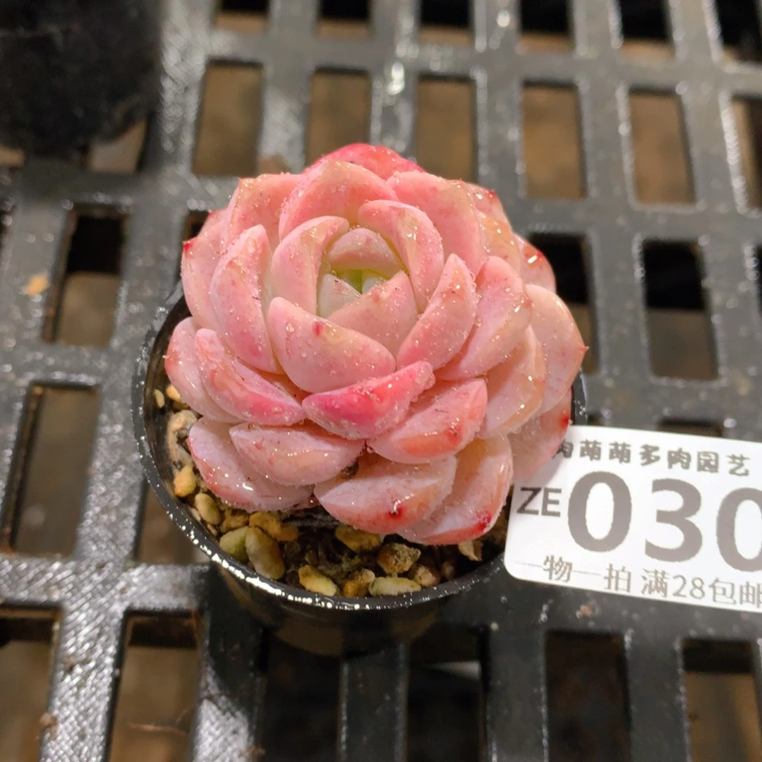 肉萌萌拇指盆精控多肉ZE030