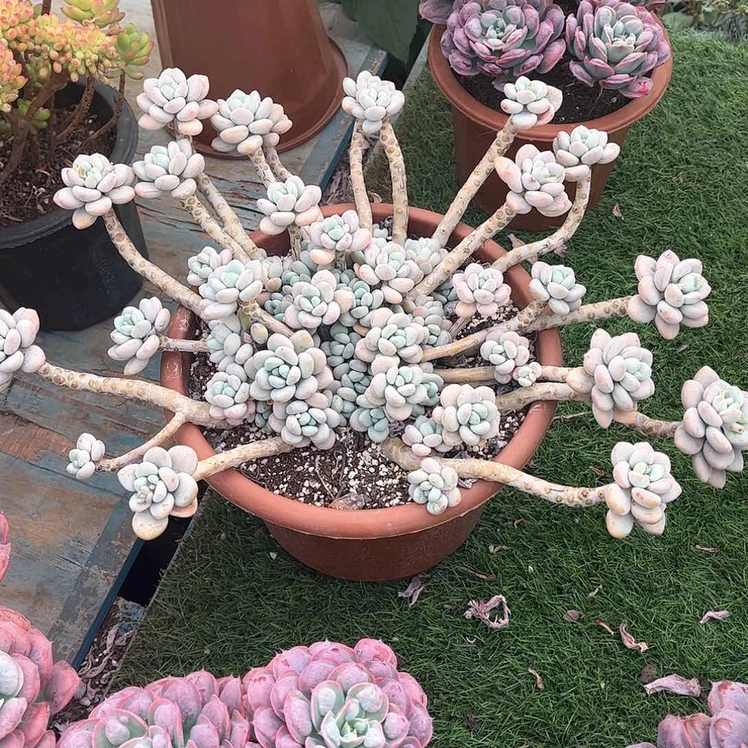 小****洛神多肉植物保护9