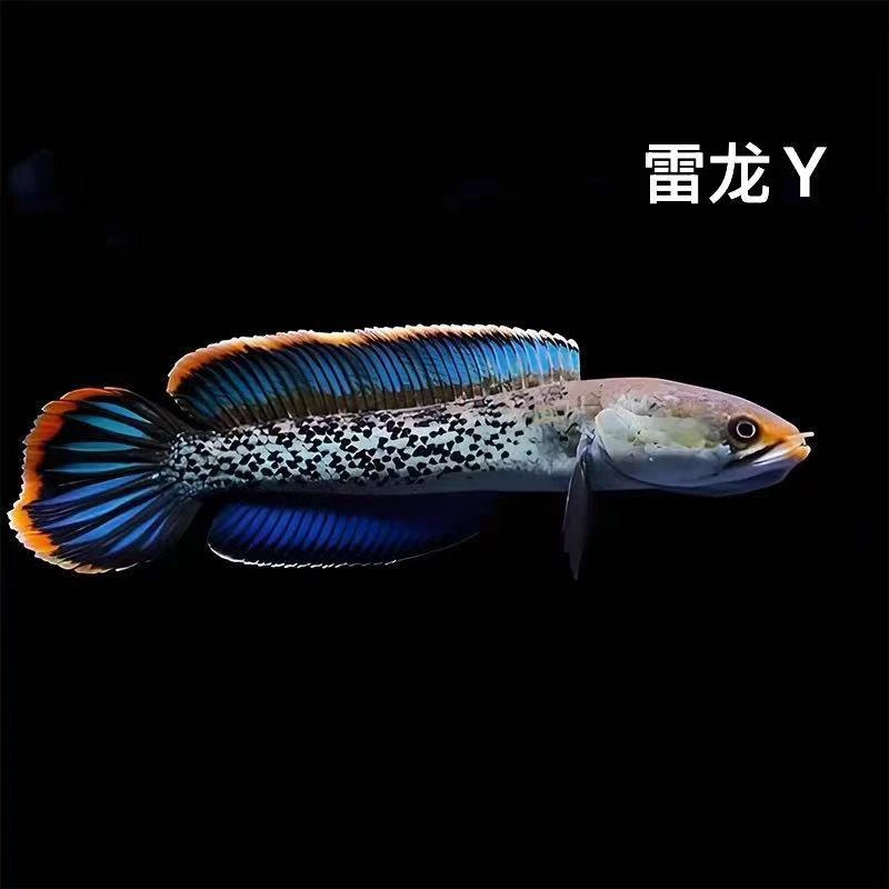 直播链接一鱼一拍 （乱拍发卡片）