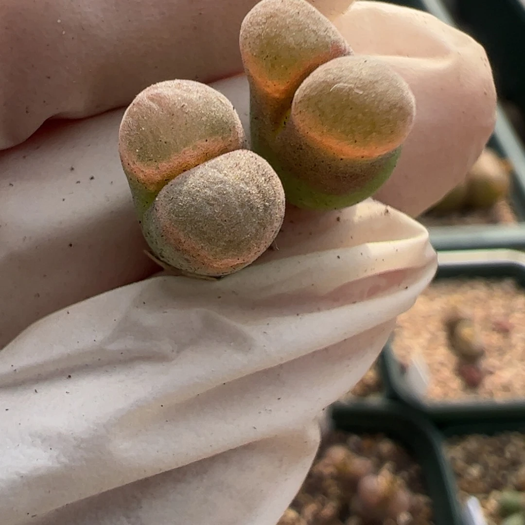 706 好看的多肉冲冲冲