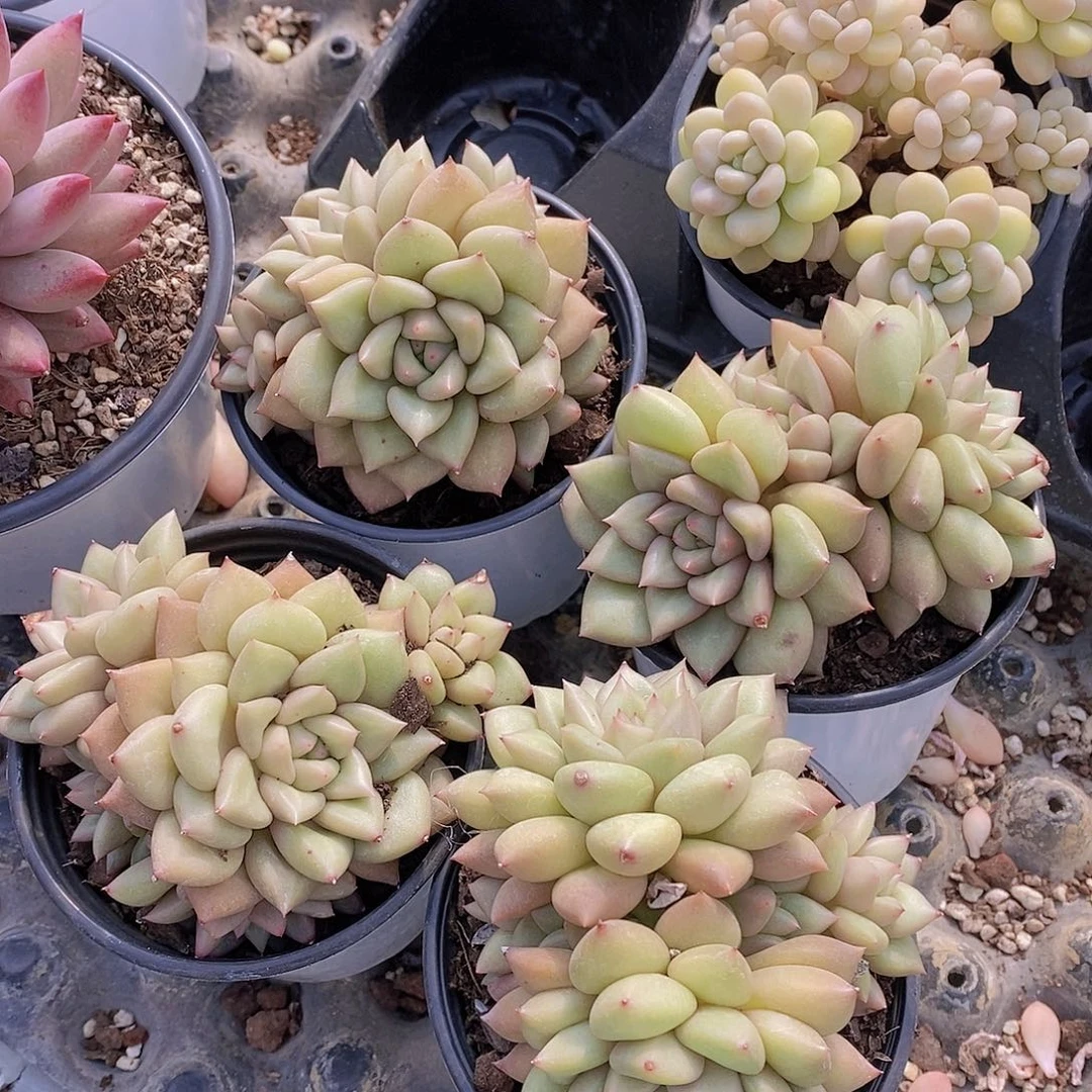 0212-黄金象牙三头一颗量拍