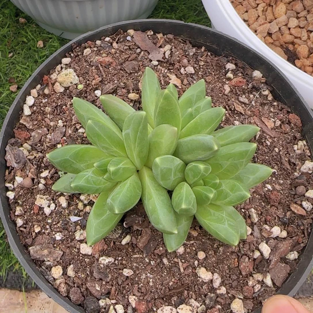 不开花植物领航员多肉群生植物