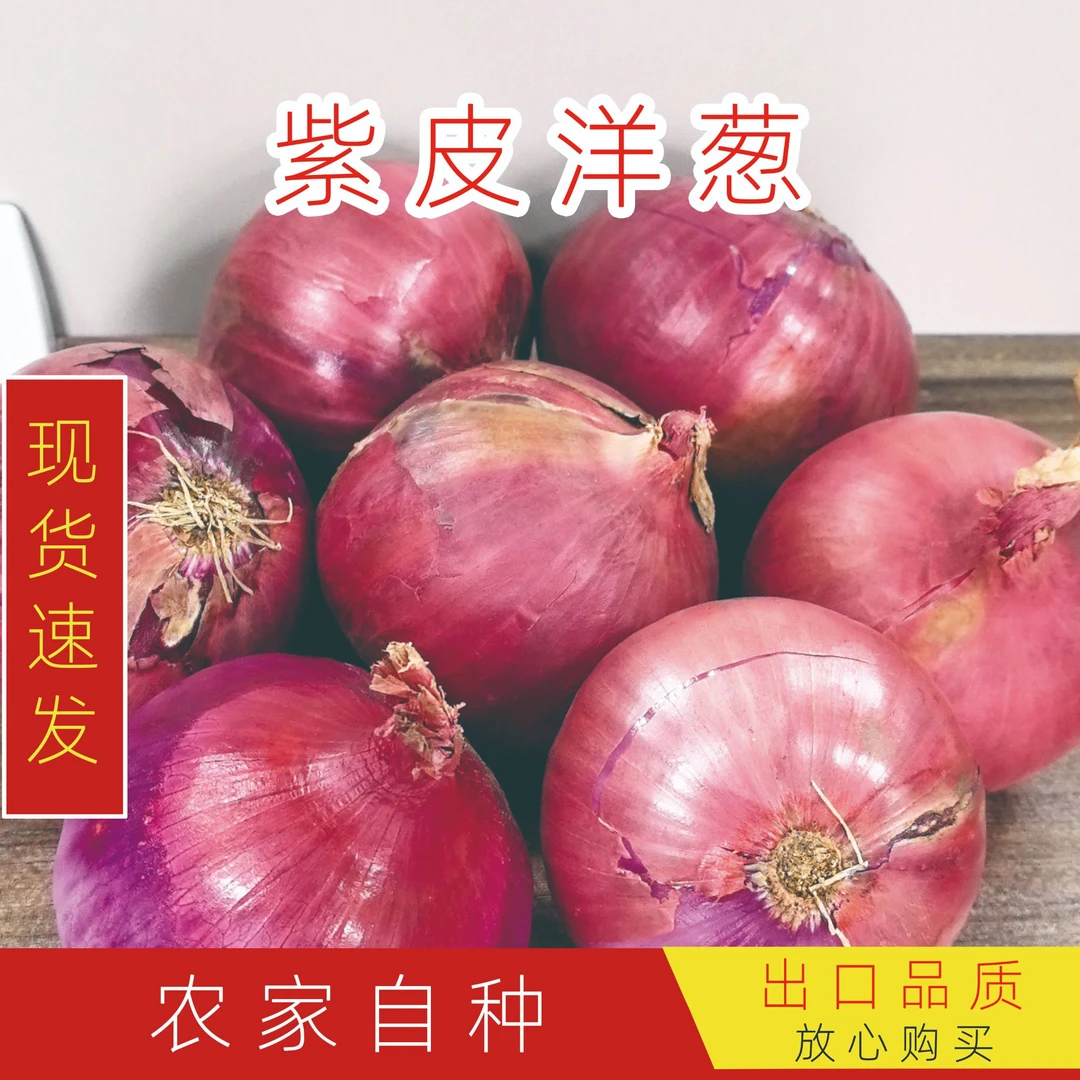 （坏果包赔）5斤装紫皮圆葱脆甜多汁农家自种