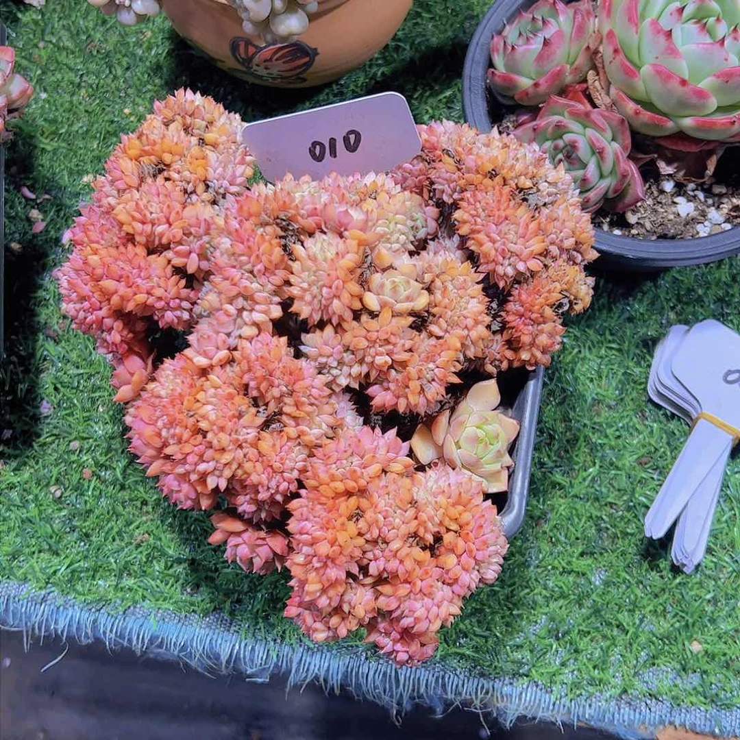 百****10缀化。。。。。。。。。