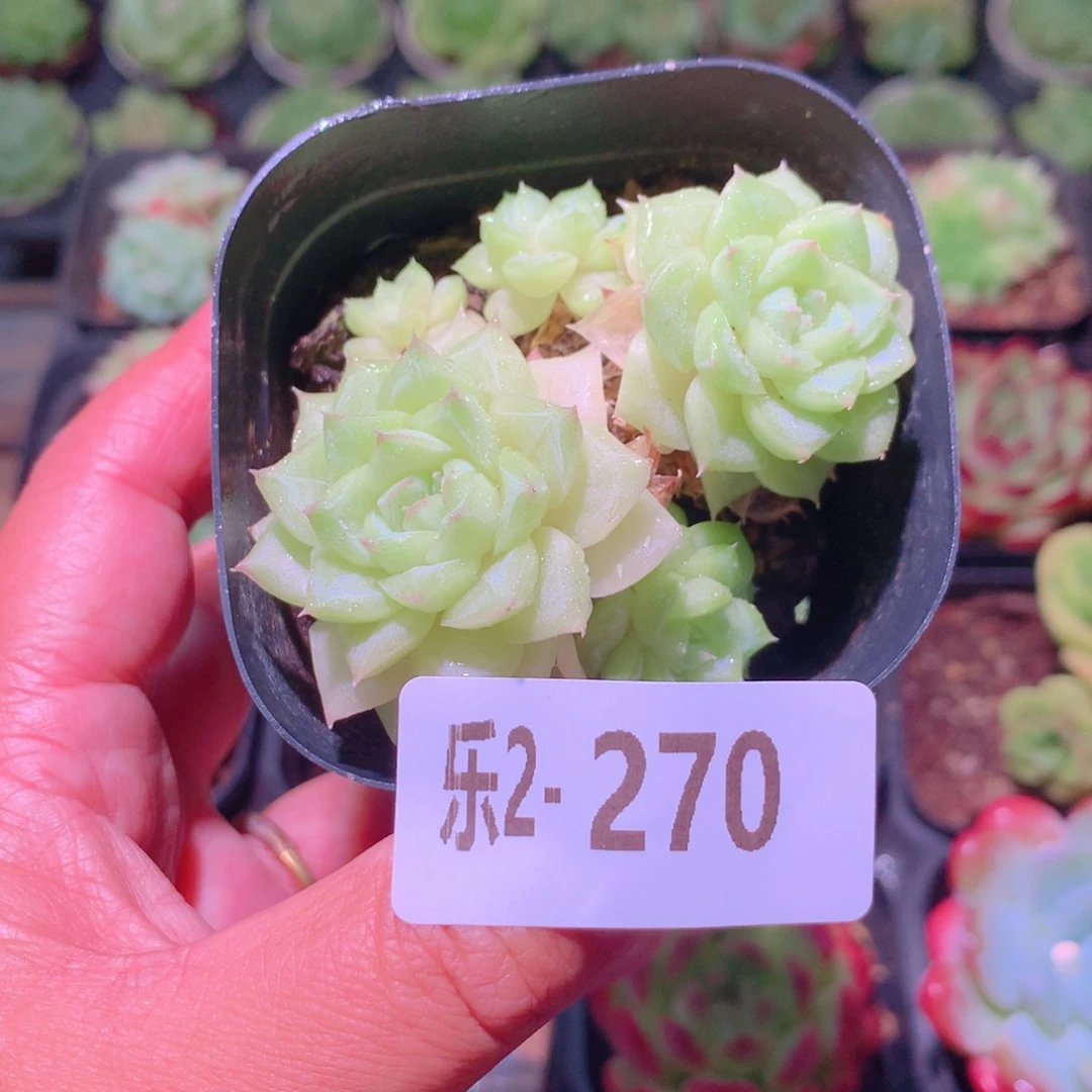 乐然 2-270 白天鹅群