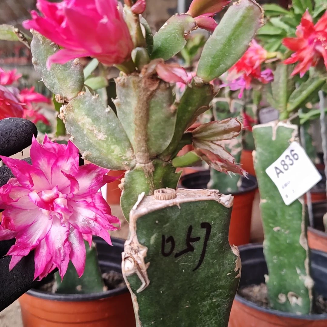 057粉重瓣双色脱土脱盆易掉芽苞792