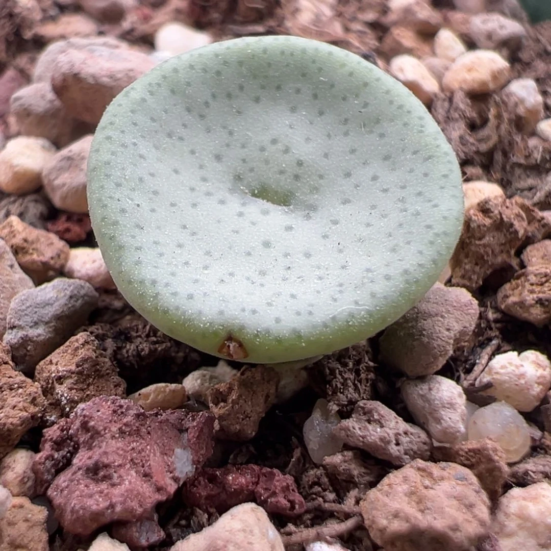 g7.14/2441小酒杯 干疤福利 多肉植物