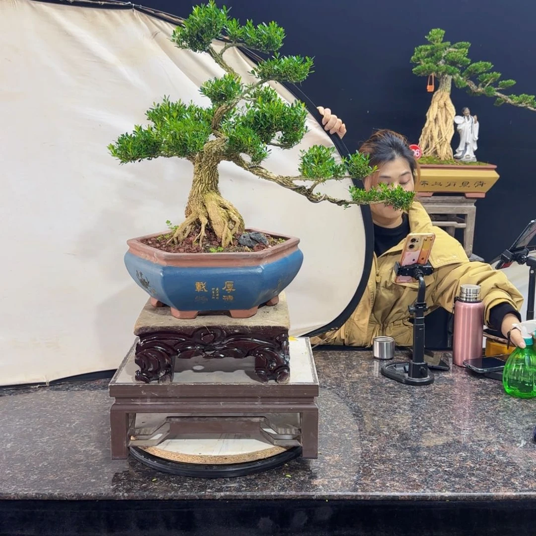 当前无花朵，栽培后可花朵