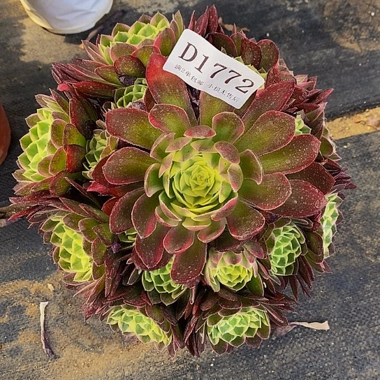 1772海王多肉法师锦