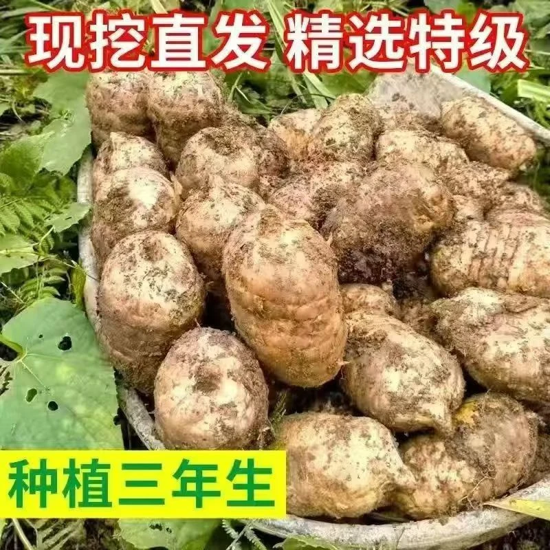 大果4/6个一斤云南昭通天麻新鲜仿野种植可煲汤泡酒炖肉健康食用
