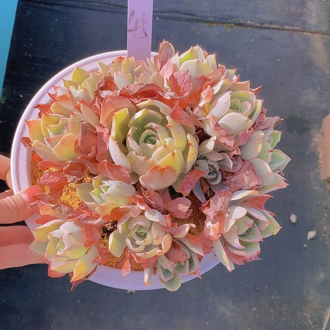 45多肉植物老桩11