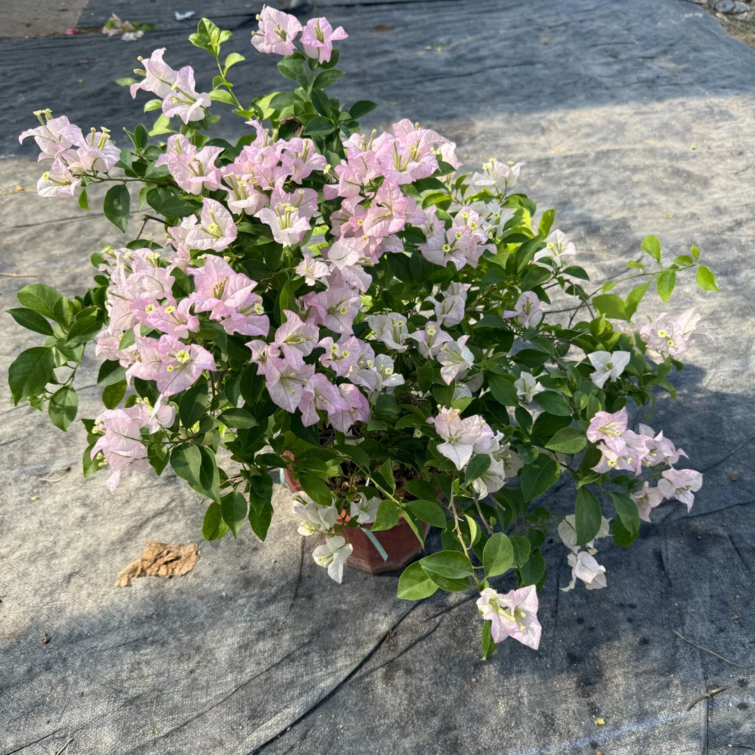 重瓣三角梅花卉盆栽带花苞四季开花室内外绿植