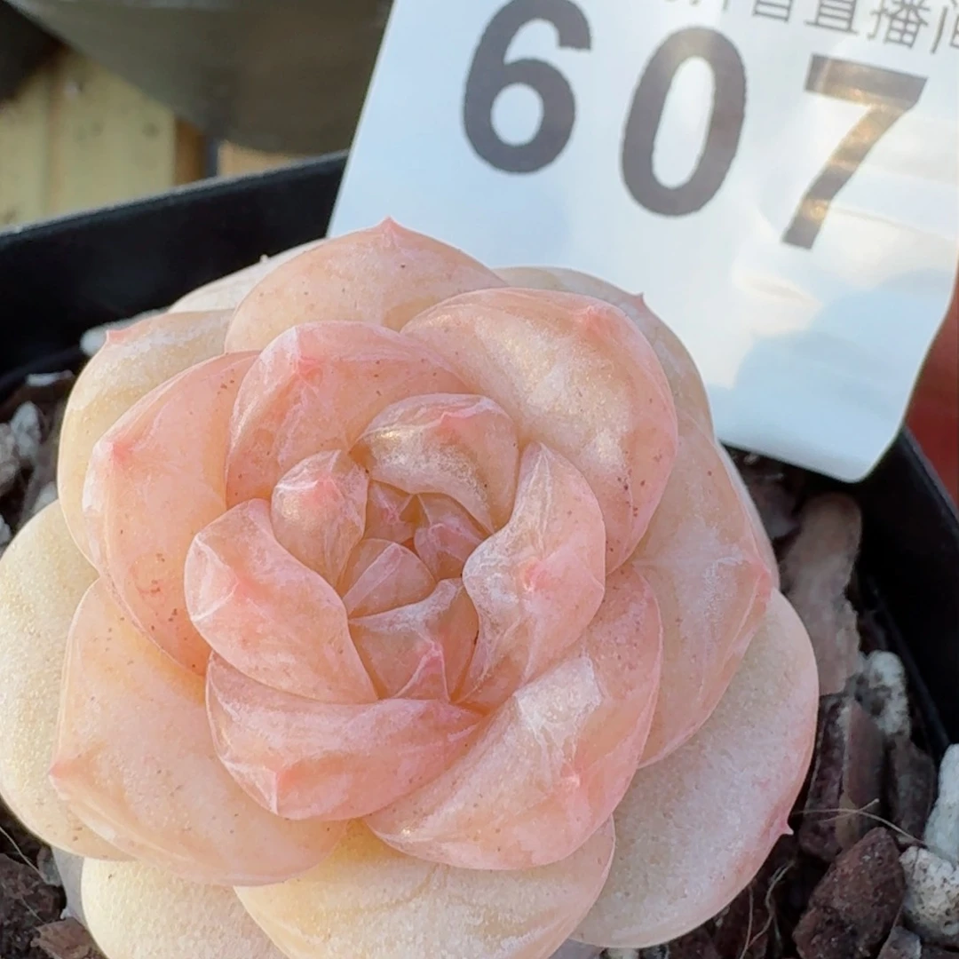 福利雪桃桃         精品多肉