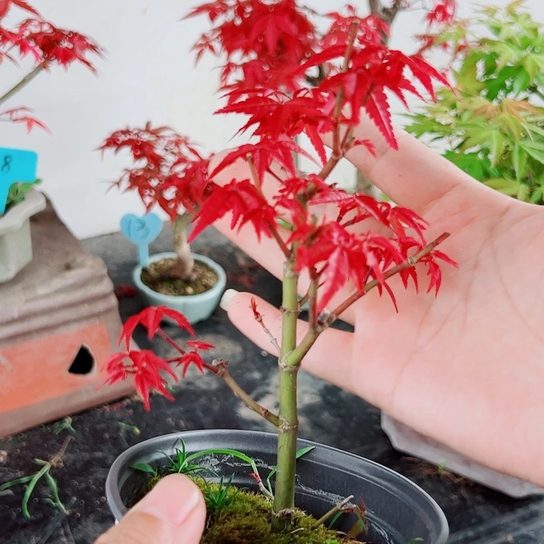 可***恒无花朵枫树……枫树