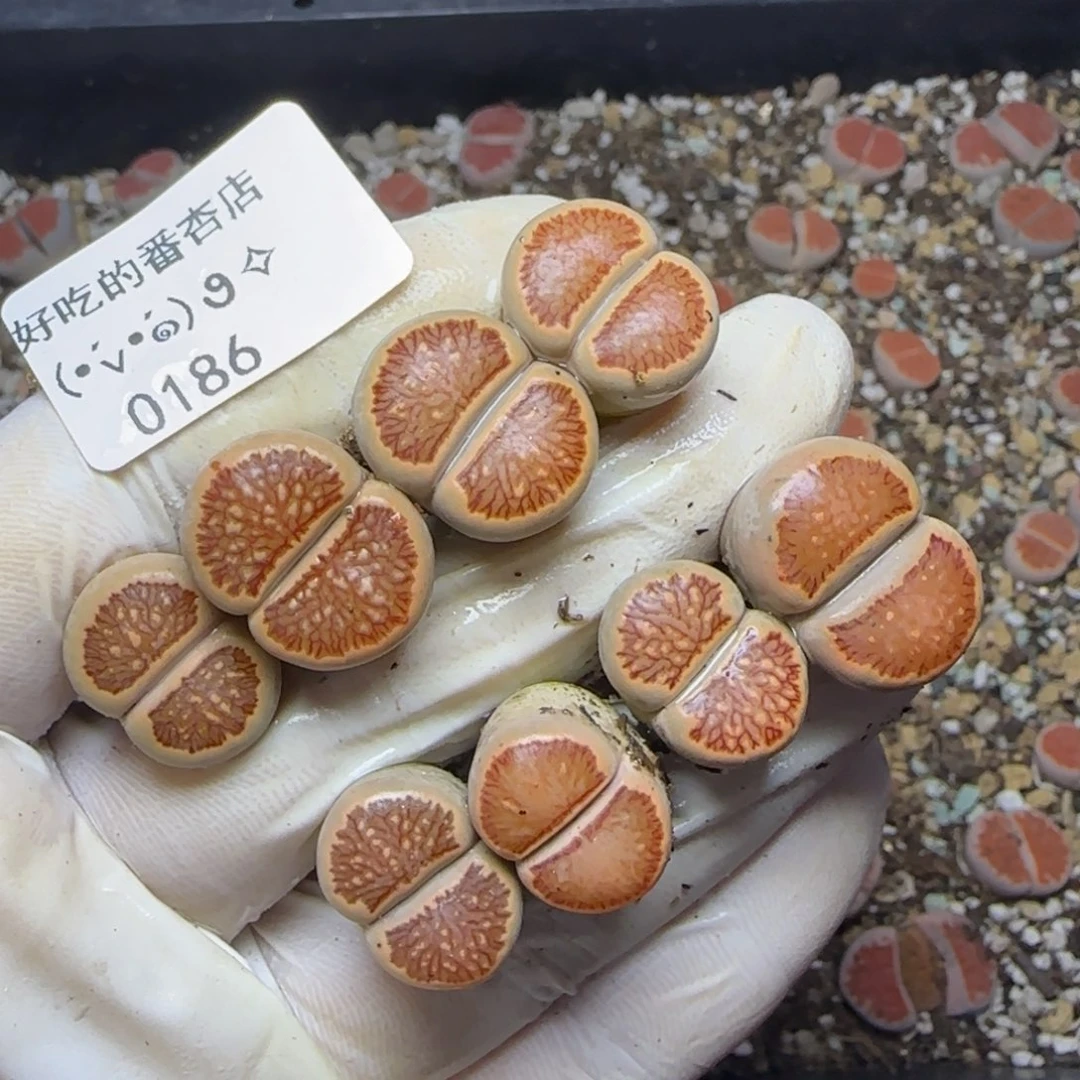 0186。默认脱土。18包邮。偏远88包邮