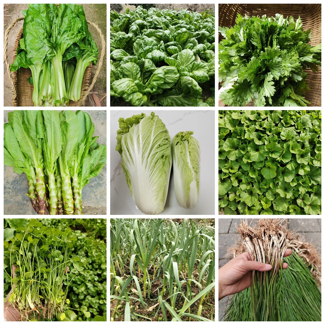 重庆莴笋蒜苗豌豆尖青白菜露天种植新鲜蔬菜现采现发火锅当季菜