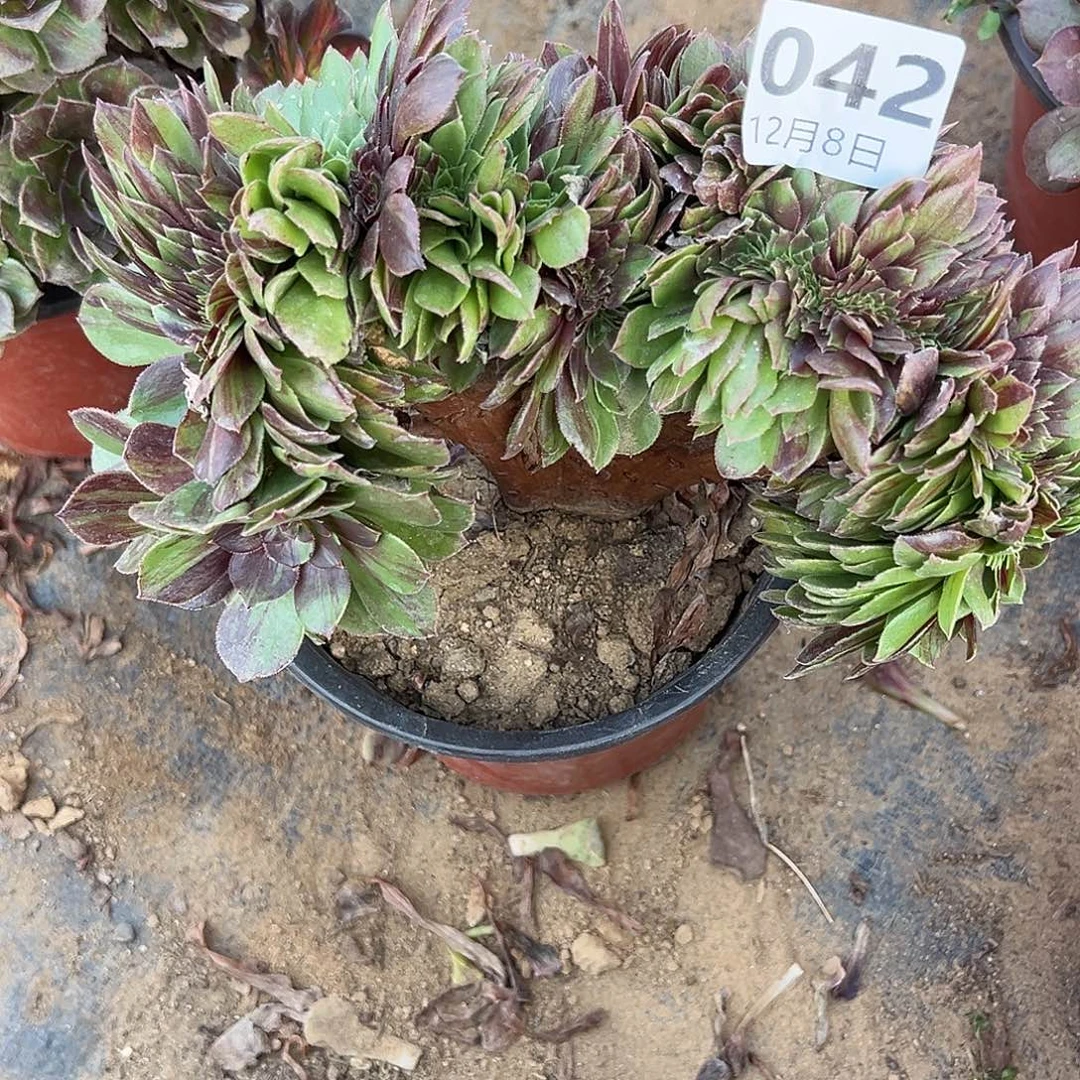 12.8-42花月夜缀多肉
