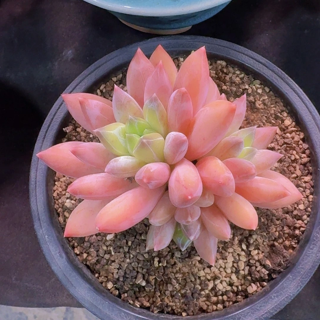 重楼多肉一物一拍