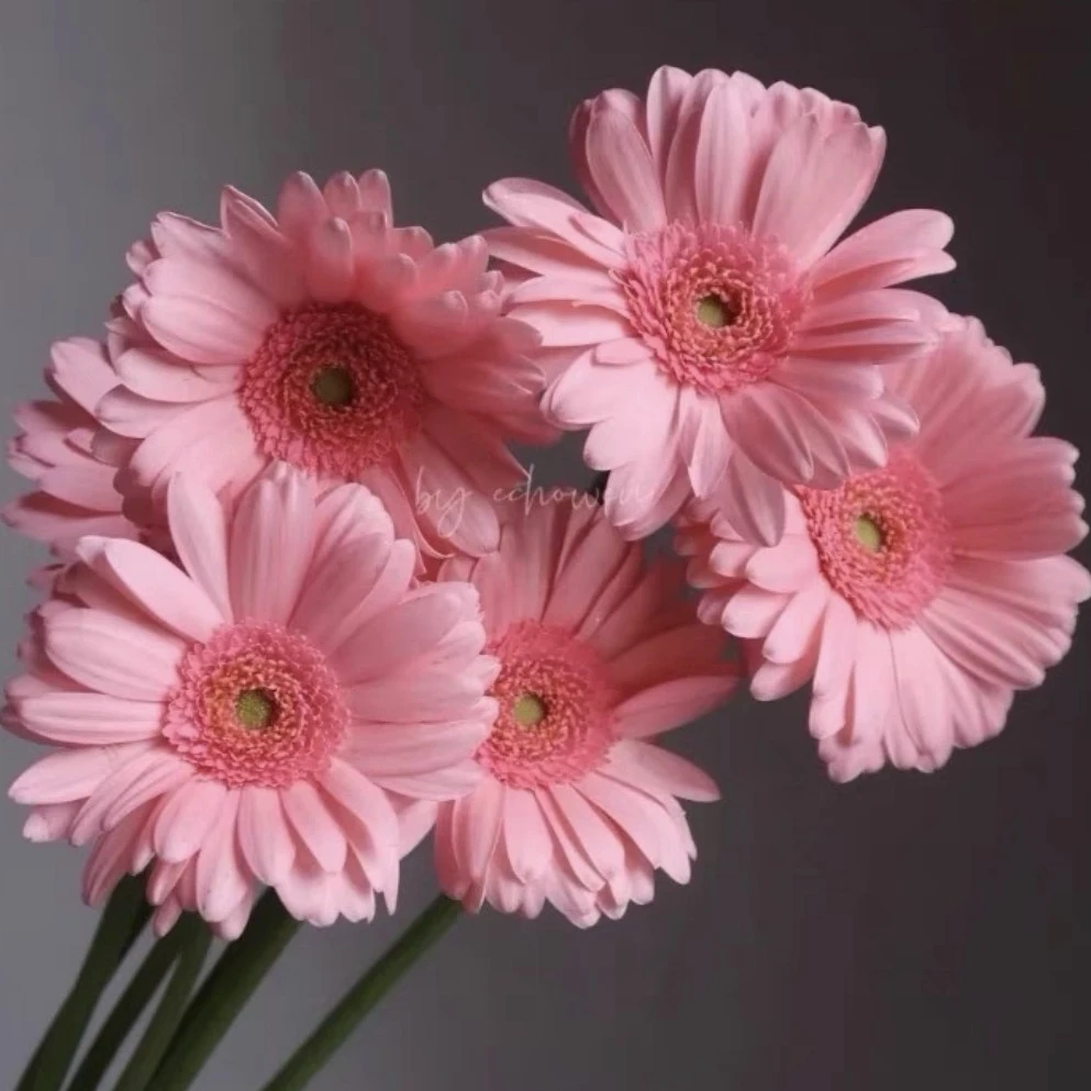 【三兄弟花卉】小香风【非洲菊】