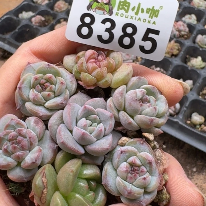 当前无花朵，栽培后可花朵多肉植物多肉植物