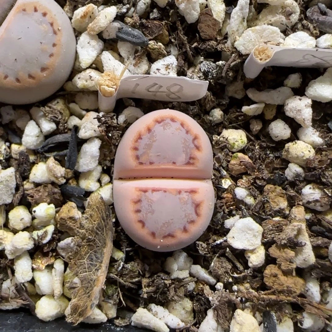 1.3。    216饼干。    2031