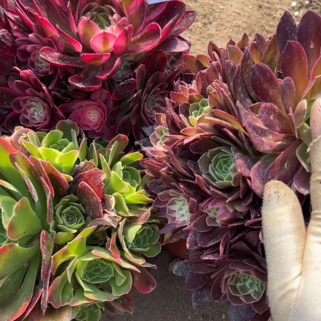 143三颗多肉植物