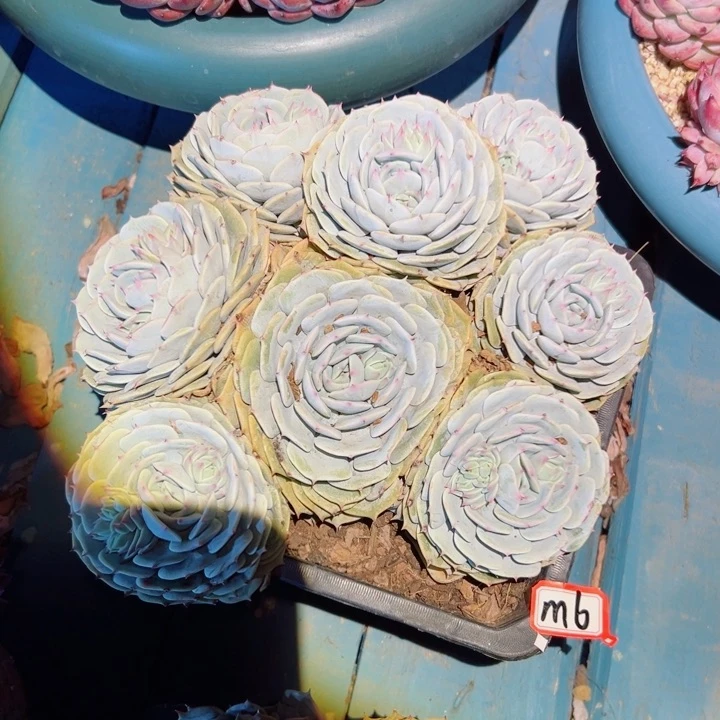 ?*精品多肉植物老桩