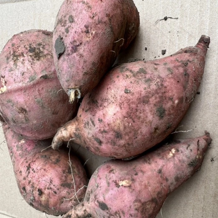 红薯新鲜白心现挖老品种安徽特产红薯无为襄安山芋芜湖地瓜红薯