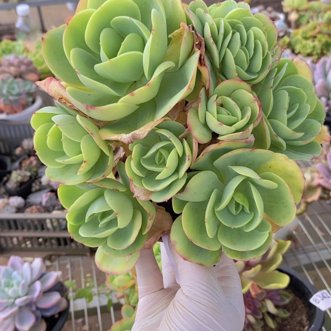 9325碧桃缀化一物一拍